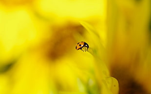 brown ladybug perched on yellow flower leaf in closeup photo HD wallpaper